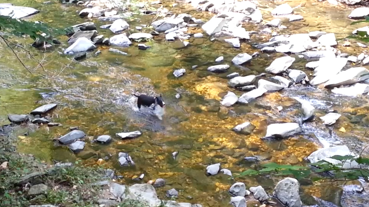 Playing in Creek